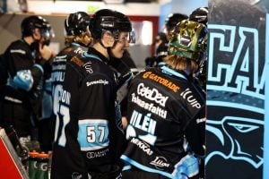 aop_pelicans20251205